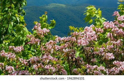 Blooming pink mountain laurel in the Blue Ridge Mountains of North Carolina
