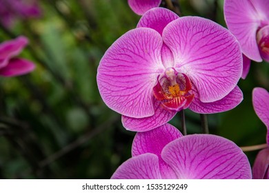 Blooming pink orchid flower photo. White orchid Phalaenopsis equestris closeup. Wedding floral decor. Orchid plant blossom with pink petal and red center. Tropical flower inflorescence. Exotic plant