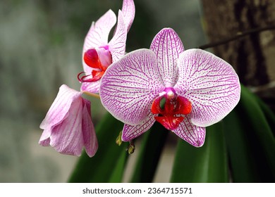 Blooming pink orchid flowers and one wilted flower  - Shutterstock ID 2364715571