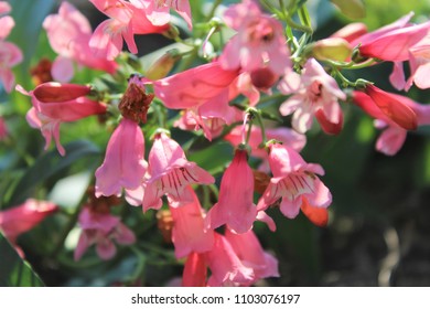 Blooming Pink Penstemon