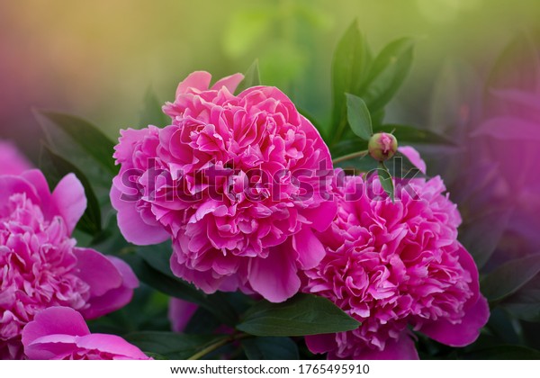 Blooming\
pink peony flower. Pink flowers peonies flowering. Peonies summer\
blossom. Beautiful fragrant peonies\
flowers.