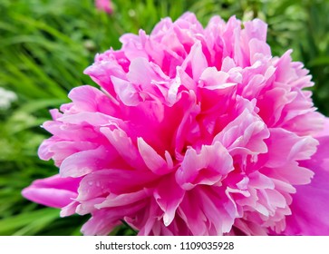 the blooming pink peony in the garden. - Shutterstock ID 1109035928