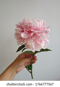 Blooming pink peony on  white background. Pastel color. Fresh summer texture. Flower on the hand - Shutterstock ID 1766777567