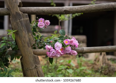 Blooming Pink Rosa Cania Flowers Climbing On A Bamboo Fence Taken In Lung Van, Hoa Binh, Viet Nam