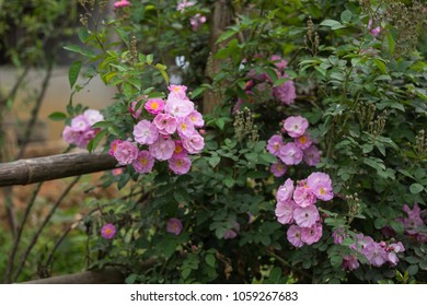 Blooming Pink Rosa Cania Flowers Climbing On A Bamboo Fence Taken In Lung Van, Hoa Binh, Viet Nam