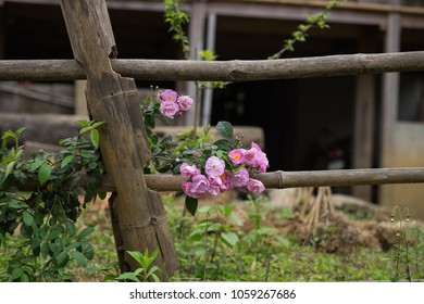 Blooming Pink Rosa Cania Flowers Climbing On A Bamboo Fence Taken In Lung Van, Hoa Binh, Viet Nam