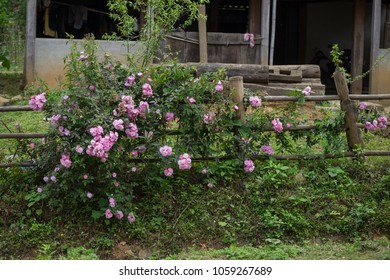 Blooming Pink Rosa Cania Flowers Climbing On A Bamboo Fence Taken In Lung Van, Hoa Binh, Viet Nam