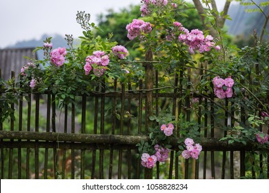 Blooming Pink Rosa Canina Flowers On A Moss Grown Bamboo Fence Taken In Noong Luong, Mai Chau, Hoa Binh, Viet Nam