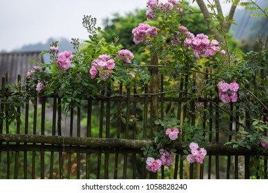 Blooming Pink Rosa Canina Flowers On A Moss Grown Bamboo Fence Taken In Noong Luong, Mai Chau, Hoa Binh, Viet Nam