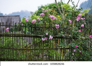 Blooming Pink Rosa Canina Flowers On A Moss Grown Bamboo Fence Taken In Noong Luong, Mai Chau, Hoa Binh, Viet Nam