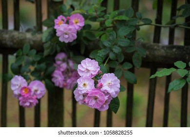 Blooming Pink Rosa Canina Flowers On A Moss Grown Bamboo Fence Taken In Noong Luong, Mai Chau, Hoa Binh, Viet Nam