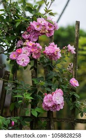 Blooming Pink Rosa Canina Flowers On A Moss Grown Bamboo Fence Taken In Noong Luong, Mai Chau, Hoa Binh, Viet Nam