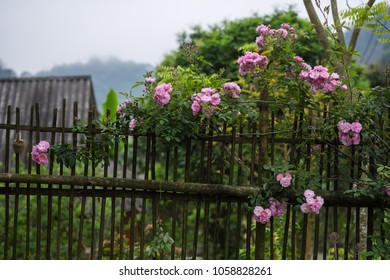 Blooming Pink Rosa Canina Flowers On A Moss Grown Bamboo Fence Taken In Noong Luong, Mai Chau, Hoa Binh, Viet Nam