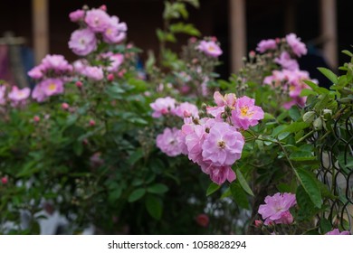 Blooming Pink Rosa Canina Flowers On A Metal Fence Taken In Noong Luong, Mai Chau, Hoa Binh, Viet Nam