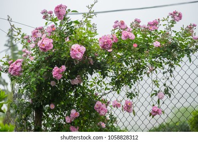 Blooming Pink Rosa Canina Flowers On A Metal Fence Taken In Noong Luong, Mai Chau, Hoa Binh, Viet Nam