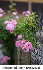 Blooming Pink Rosa Canina Flowers On A Metal Fence Taken In Noong Luong, Mai Chau, Hoa Binh, Viet Nam