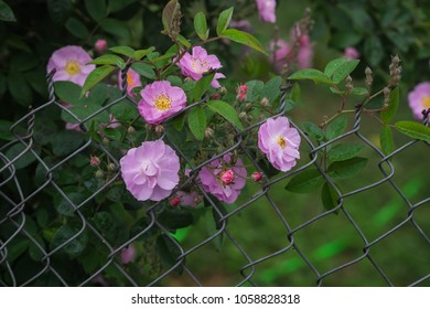 Blooming Pink Rosa Canina Flowers On A Metal Fence Taken In Noong Luong, Mai Chau, Hoa Binh, Viet Nam