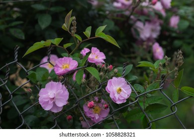 Blooming Pink Rosa Canina Flowers On A Metal Fence Taken In Noong Luong, Mai Chau, Hoa Binh, Viet Nam