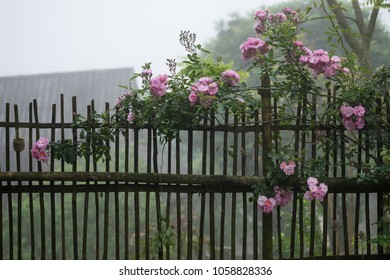 Blooming Pink Rosa Canina Flowers On A Moss Grown Bamboo Fence Taken In Noong Luong, Mai Chau, Hoa Binh, Viet Nam