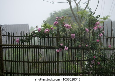 Blooming Pink Rosa Canina Flowers On A Moss Grown Bamboo Fence Taken In Noong Luong, Mai Chau, Hoa Binh, Viet Nam