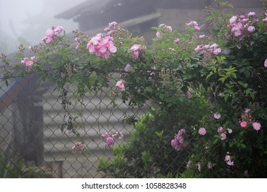 Blooming Pink Rosa Canina Flowers On A Metal Fence In Foggy Weather Taken In Noong Luong, Mai Chau, Hoa Binh, Viet Nam