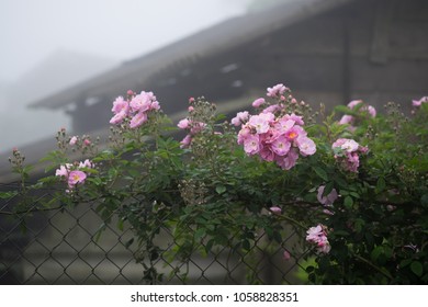 Blooming Pink Rosa Canina Flowers On A Metal Fence In Foggy Weather Taken In Noong Luong, Mai Chau, Hoa Binh, Viet Nam