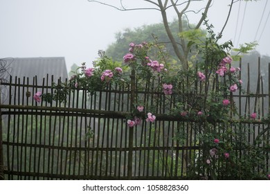 Blooming Pink Rosa Canina Flowers On A Moss Grown Bamboo Fence Taken In Noong Luong, Mai Chau, Hoa Binh, Viet Nam