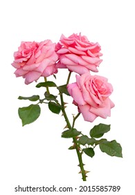 Blooming pink rose bushes isolated on white