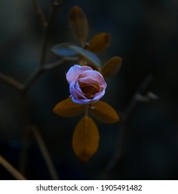 Blooming Pink Rose in Fairy Tale dreamy Forest , Dark, moody flower on mysterious Nature background and shiny glowing moon rays in night with Somber look, Design of floral card, Selective Focus - Shutterstock ID 1905491482