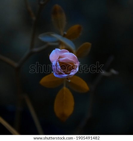 Blooming Pink Rose in Fairy Tale dreamy Forest , Dark, moody flower on mysterious Nature background and shiny glowing moon rays in night with Somber look, Design of floral card, Selective Focus