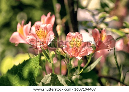 Blooming pink spring flowers alstromeria in a public garden