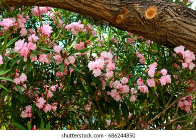 Blooming pink tree 
