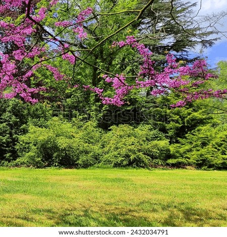 Blooming pink tree and green grass and green tress with bushes, natural background for text, color photo
