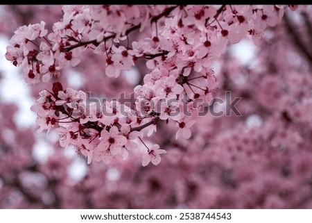 Similar – Image, Stock Photo beginning of spring Spring