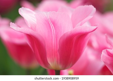 Blooming pink tulips, Triumph Tulip (Tulipa cultivar Matchmaker), Germany