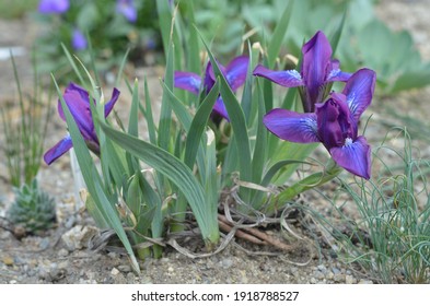Blooming plant with scientific name Iris tigridia in the garden