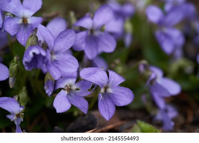 Blooming plant Viola reichenbachiana in forest meadow. Known as early dog-violet or pale wood violet. Wild purple flower growing in the grass. - Shutterstock ID 2145554493