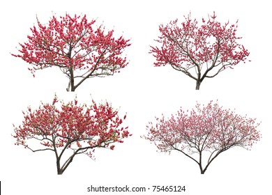 Blooming Plum Tree, Isolated On White Background.