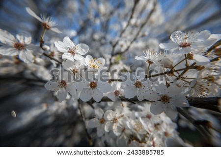 Blooming plum tree magnificent white blossom, beautiful bright spring background