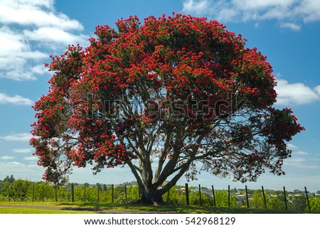 Blooming pohutukawa tree, New Zealand