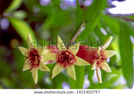 Blooming Pomegranate hermaphrodite flower fruit