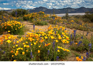 Blooming Poppies And Desert In Arizona.