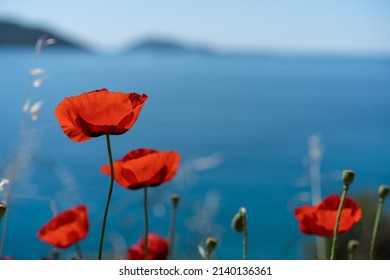 [Image: blooming-poppies-flowers-sea-blue-260nw-2140136361.jpg]