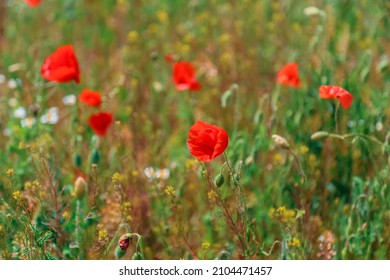 Blooming poppy. Beautiful field with blooming poppies as symbol of memory war and anzac day in summer. Wildflowers blooming poppy field landscape
