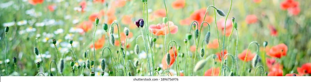 Blooming poppy field, red wildflowers close-up. Idyllic summer rural scene. Macrophotography, natural floral pattern, texture, background. Botany, gardening, agriculture. Panoramic view