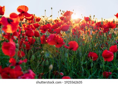 Red Poppy Fields High Res Stock Images Shutterstock