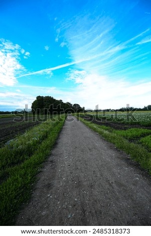 Similar – Foto Bild Blühende Kartoffel, junge frische Pflanze wächst auf Ackerland oder Feld. Fruchtbaren schwarzen reichen Boden, chernozem. Blick auf goldene Stunde, sonnige Strahlen Hintergrund. Landwirtschaft, Gemüse, Bio, Anbau. Hoch