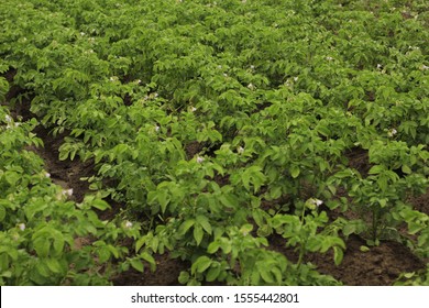 Blooming potato tops for a design idea. - Shutterstock ID 1555442801