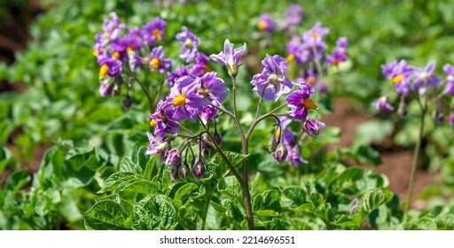 Blooming Potatoes. Potato Flowers Bloom In The Sun, Grow On A Plant. Red Blooming Potato Flower On A Farm Field. Organic Vegetable Flower Blossom Growth In The Garden. Not Genetically Engineered