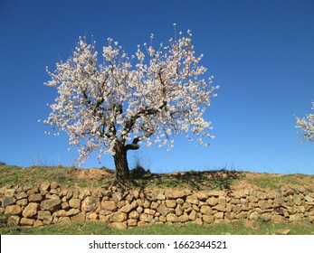 Blooming of a pretty almond tree at the end of winter